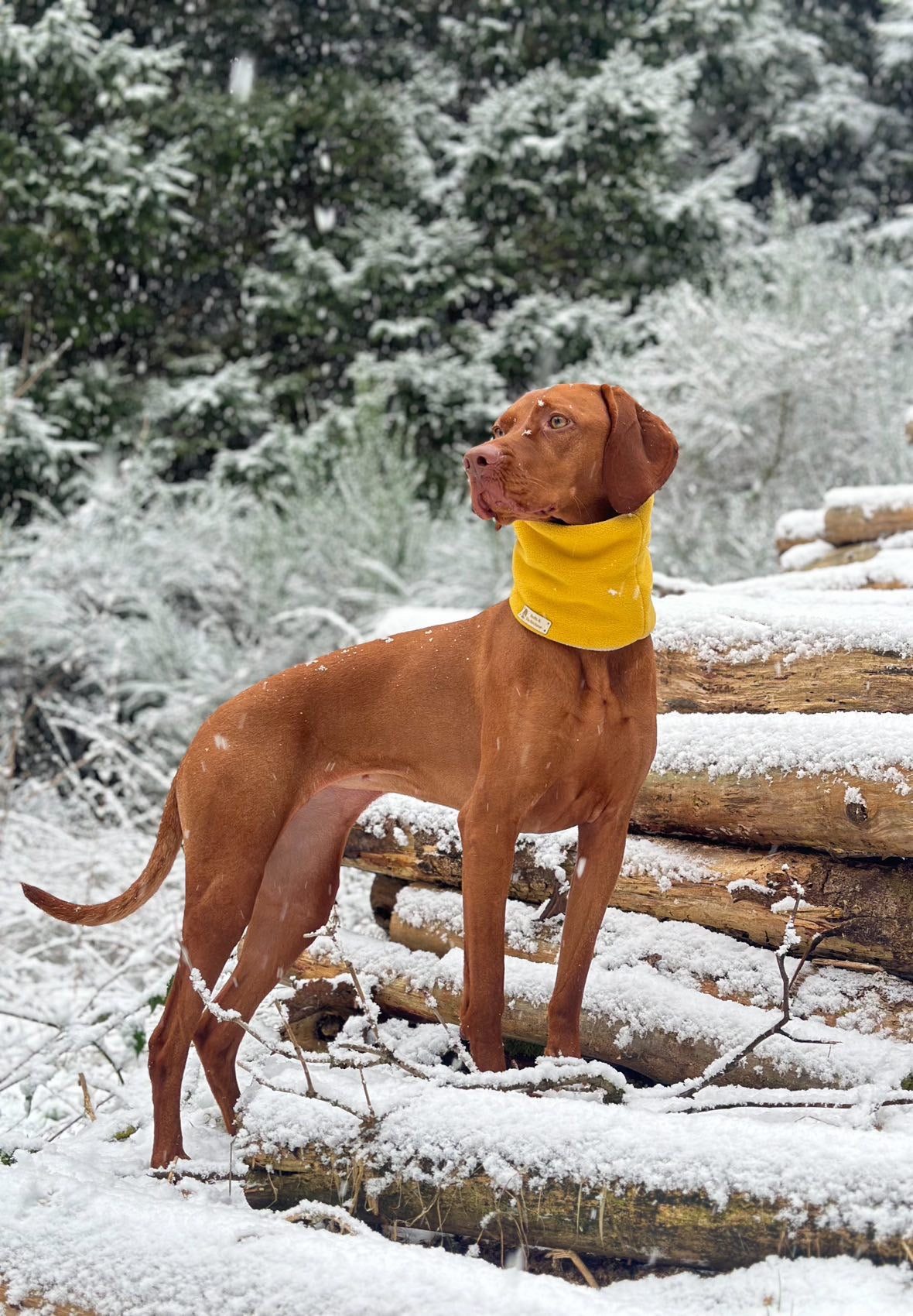 Bodhi & The Birchtree Mustard Fleece Snood - Bodhi & The Birchtree