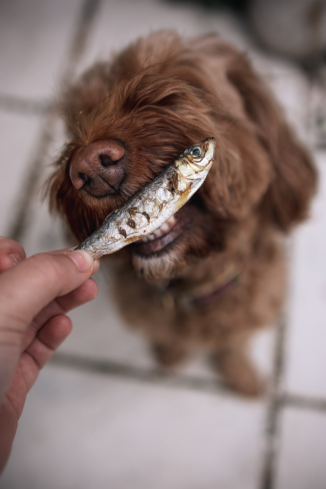 Sprats & Braids Bundle - Fiver Friday Deal - Bodhi & The Birchtree