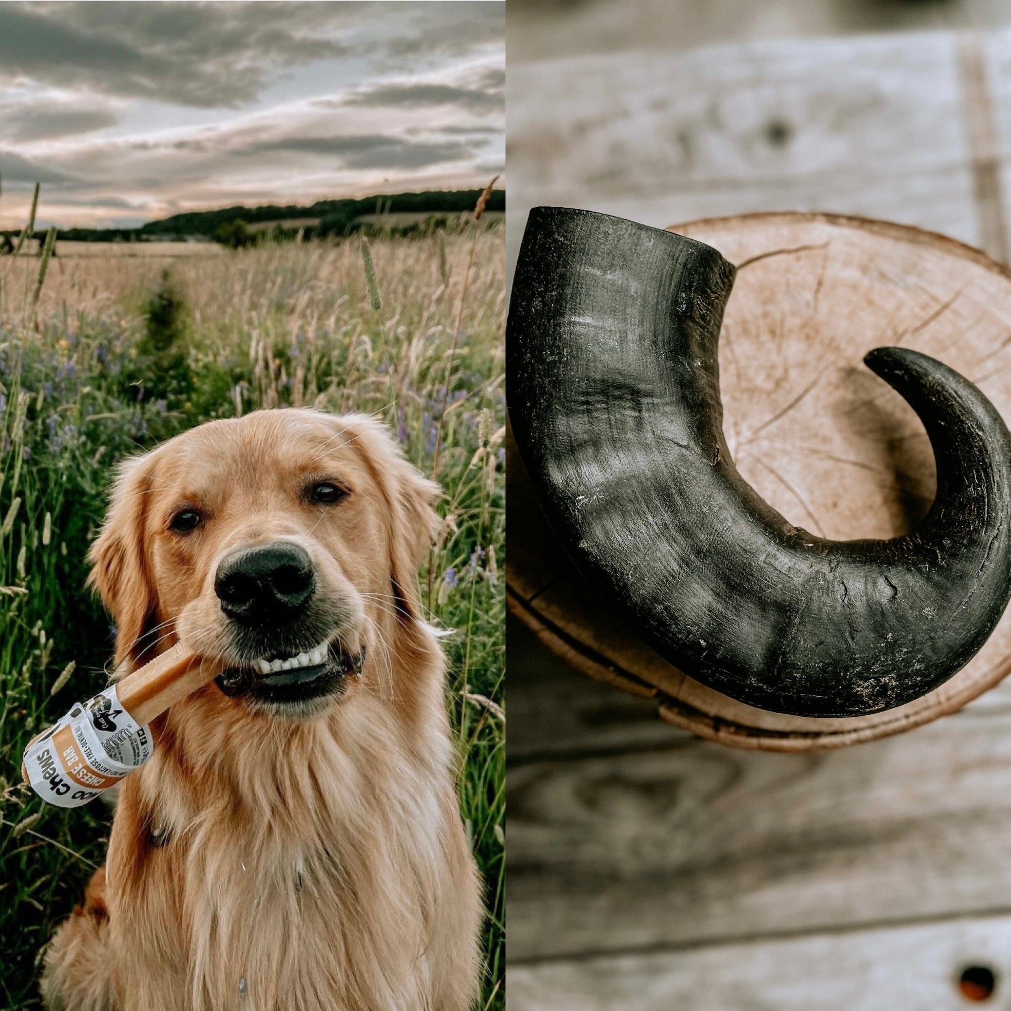 Medium Buffalo Horn & Medium Moo Chew - Tenner Tuesday Deal - Bodhi & The Birchtree