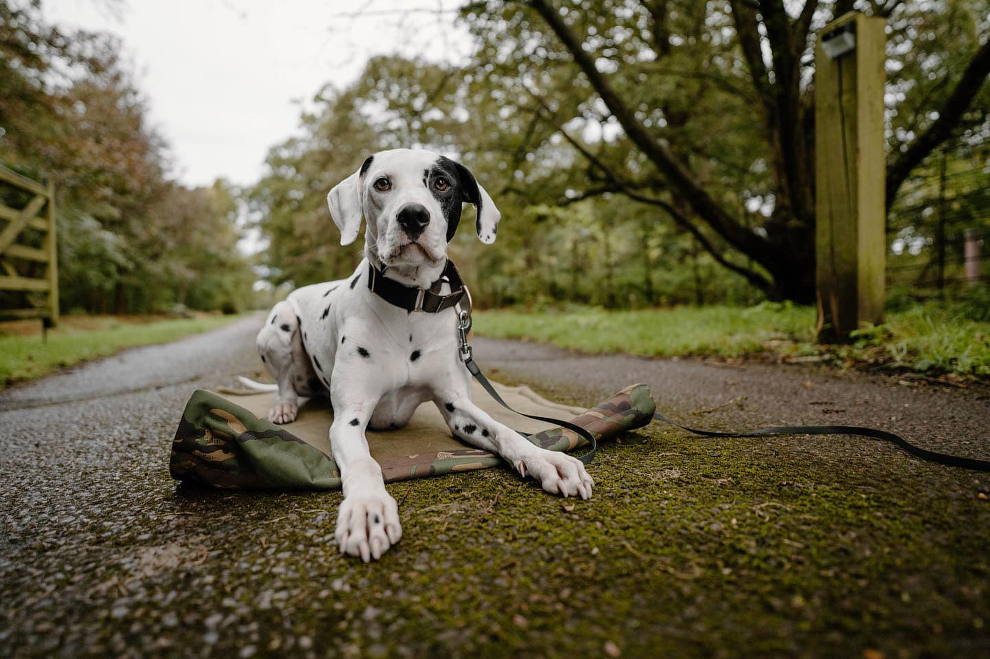 Bodhi & The Birchtree Khaki & Camo Boot Blanket - Bodhi & The Birchtree