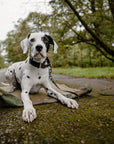 Bodhi & The Birchtree Khaki & Camo Boot Blanket - Bodhi & The Birchtree