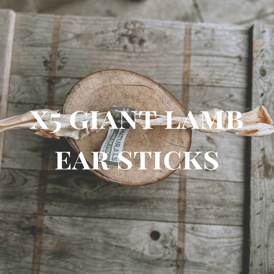 5x Giant Lamb Ear Stick - Tenner Tuesday Offer - Bodhi & The Birchtree