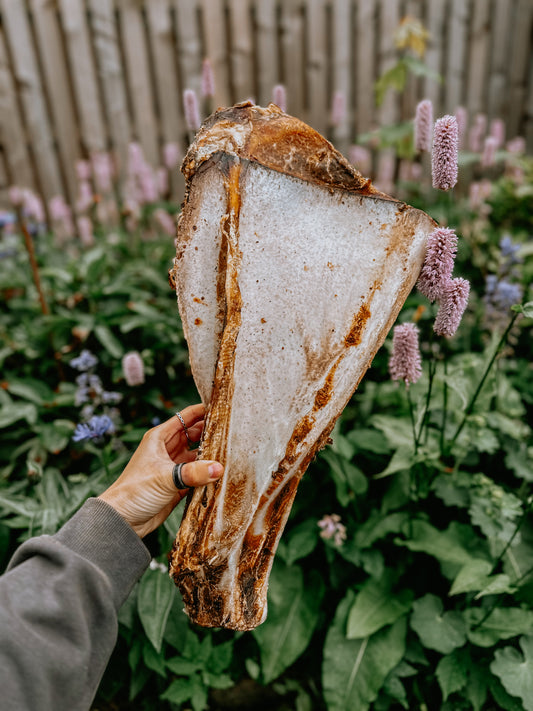 Giant Beef Shoulder With Moon Bone - Bodhi & The Birchtree