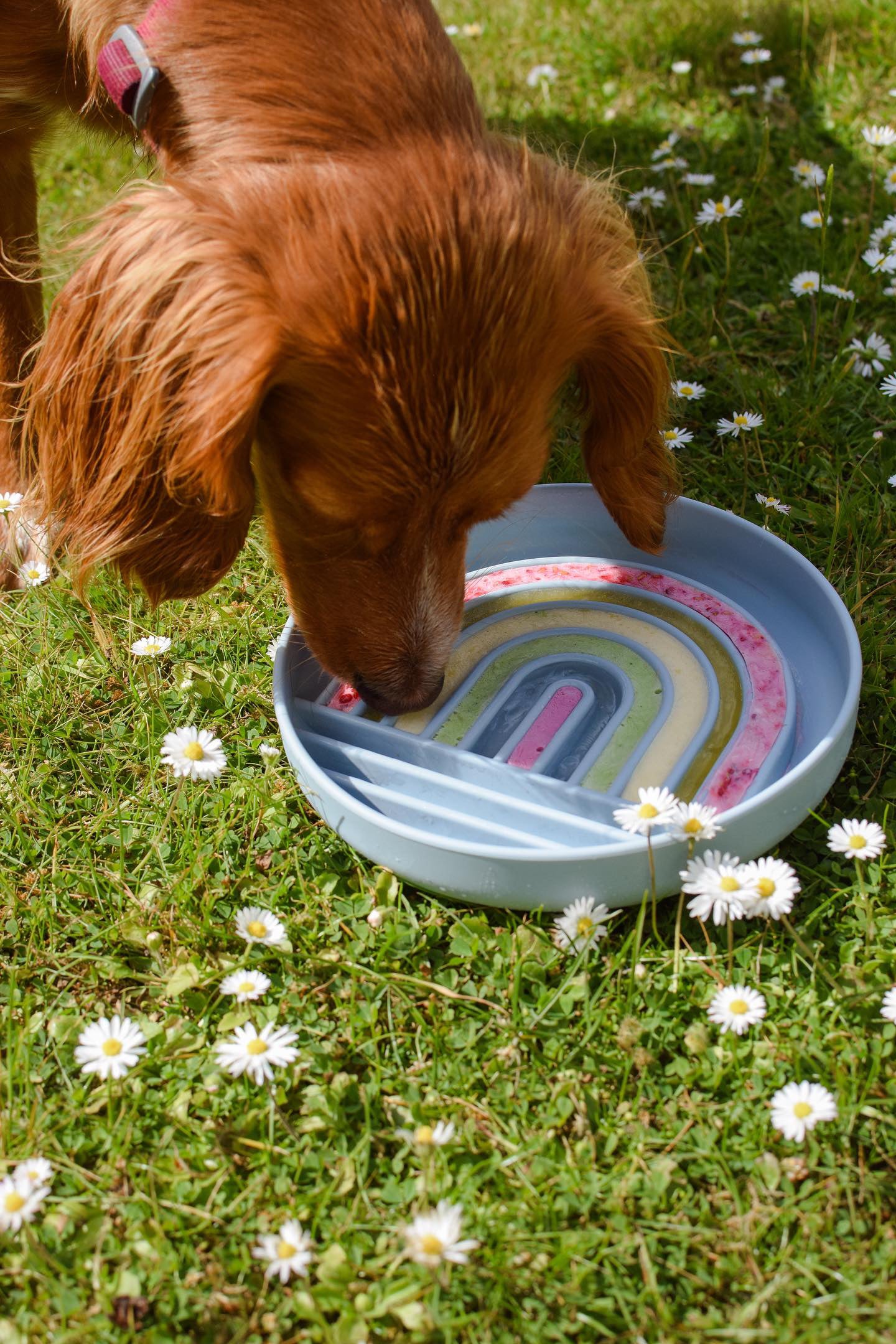 Rainbow Enrichment Bowl Leaden - Bodhi & The Birchtree
