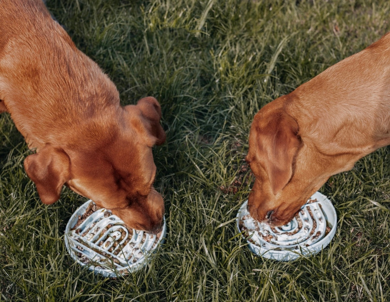 Rainbow Enrichment Bowl Leaden - Bodhi & The Birchtree