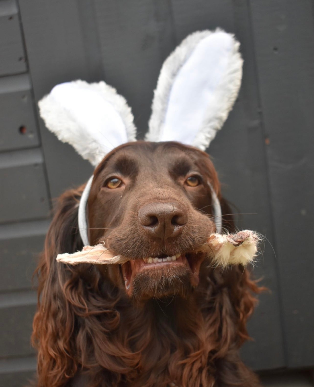 Easter Competition Bunny Ears - Bodhi &amp; The Birchtree