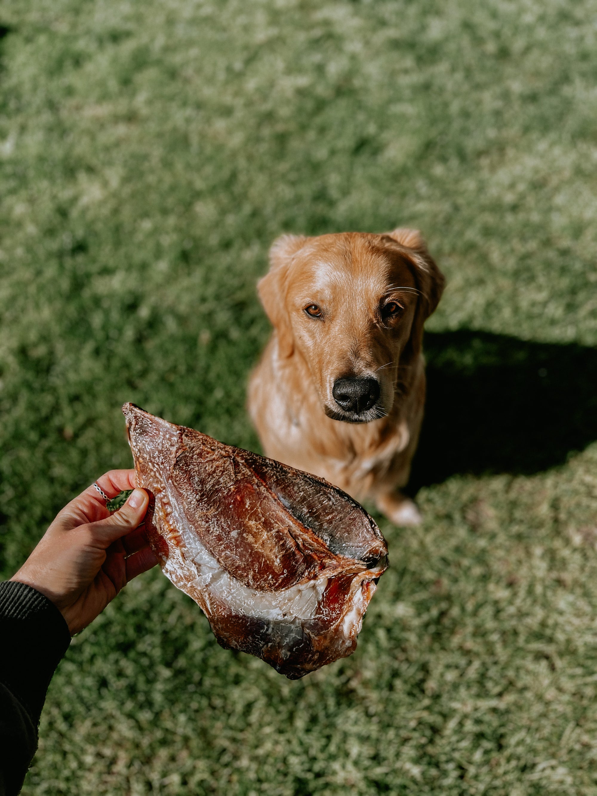 LARGE MOON BONES DOG CHEWS AVAILABLE ON BODHI AND THE BIRCHTREE