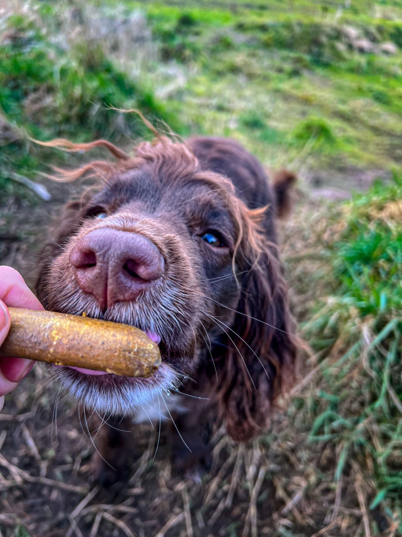 Golden Paste (Turmeric) Sausages - Bodhi & The Birchtree