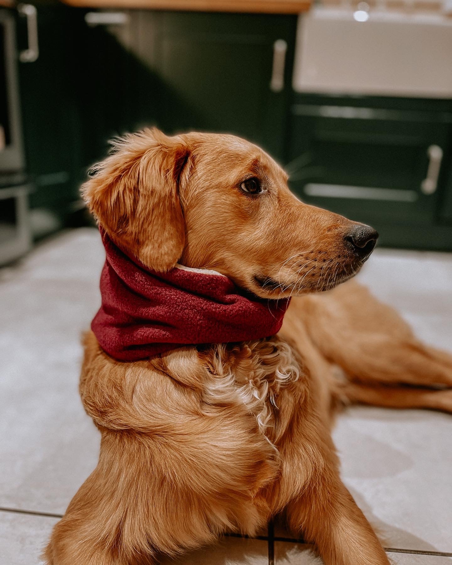 Bodhi & The Birchtree Wine Dog Snood