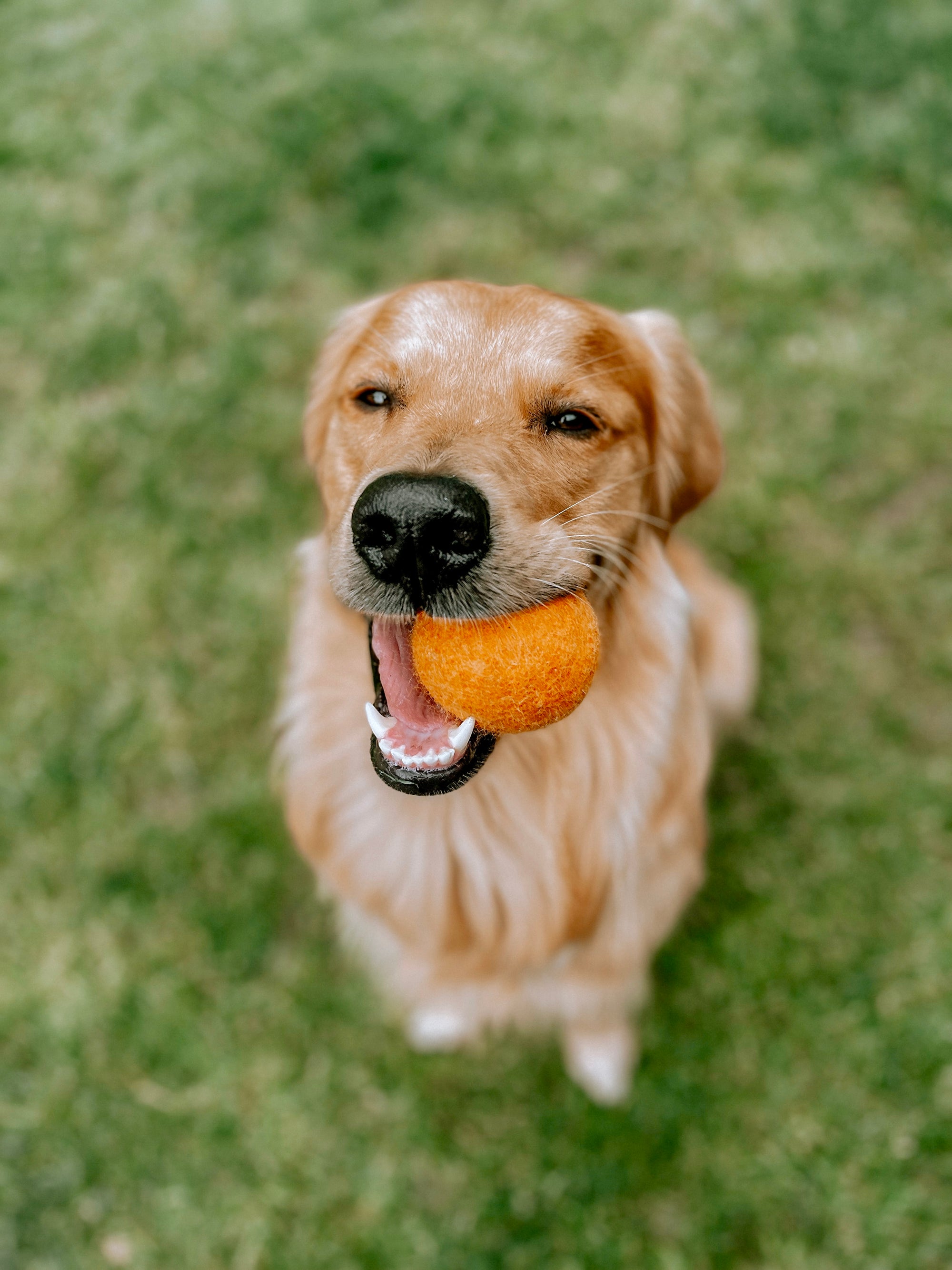 Orange/yellow Woollen Eco Tennis Ball - Bodhi &amp; The Birchtree