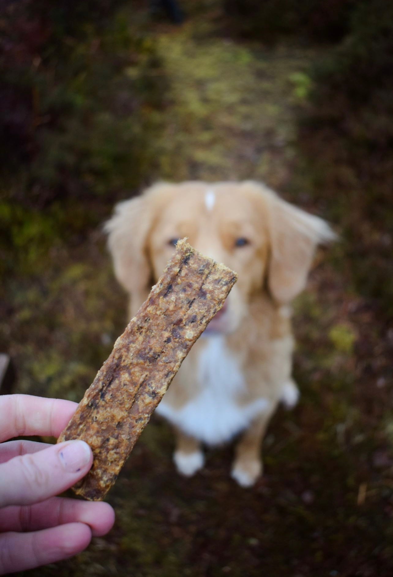 100% Meat Strips - Bodhi & The Birchtree