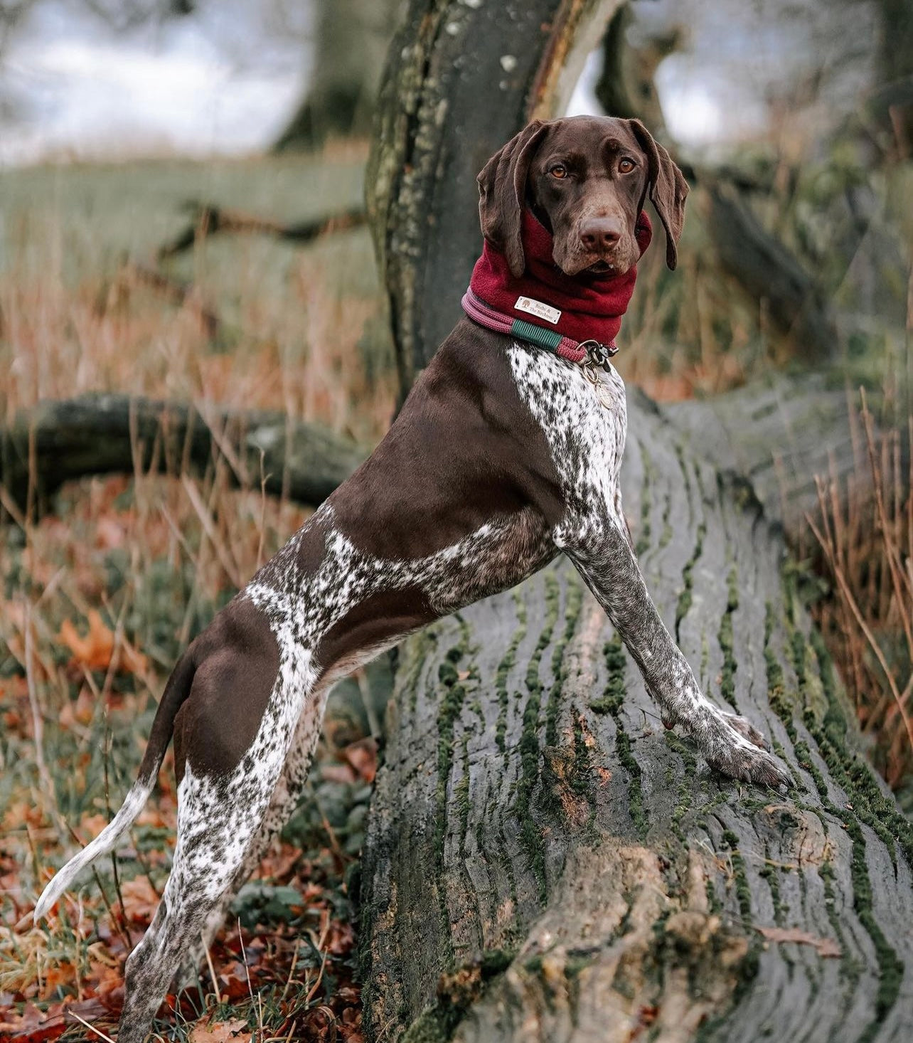 Bodhi & The Birchtree Wine Dog Snood - Bodhi & The Birchtree