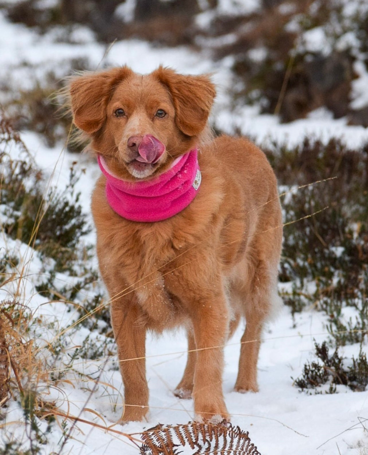 Bodhi & The Birchtree Pink Polar Fleece Snood - Bodhi & The Birchtree