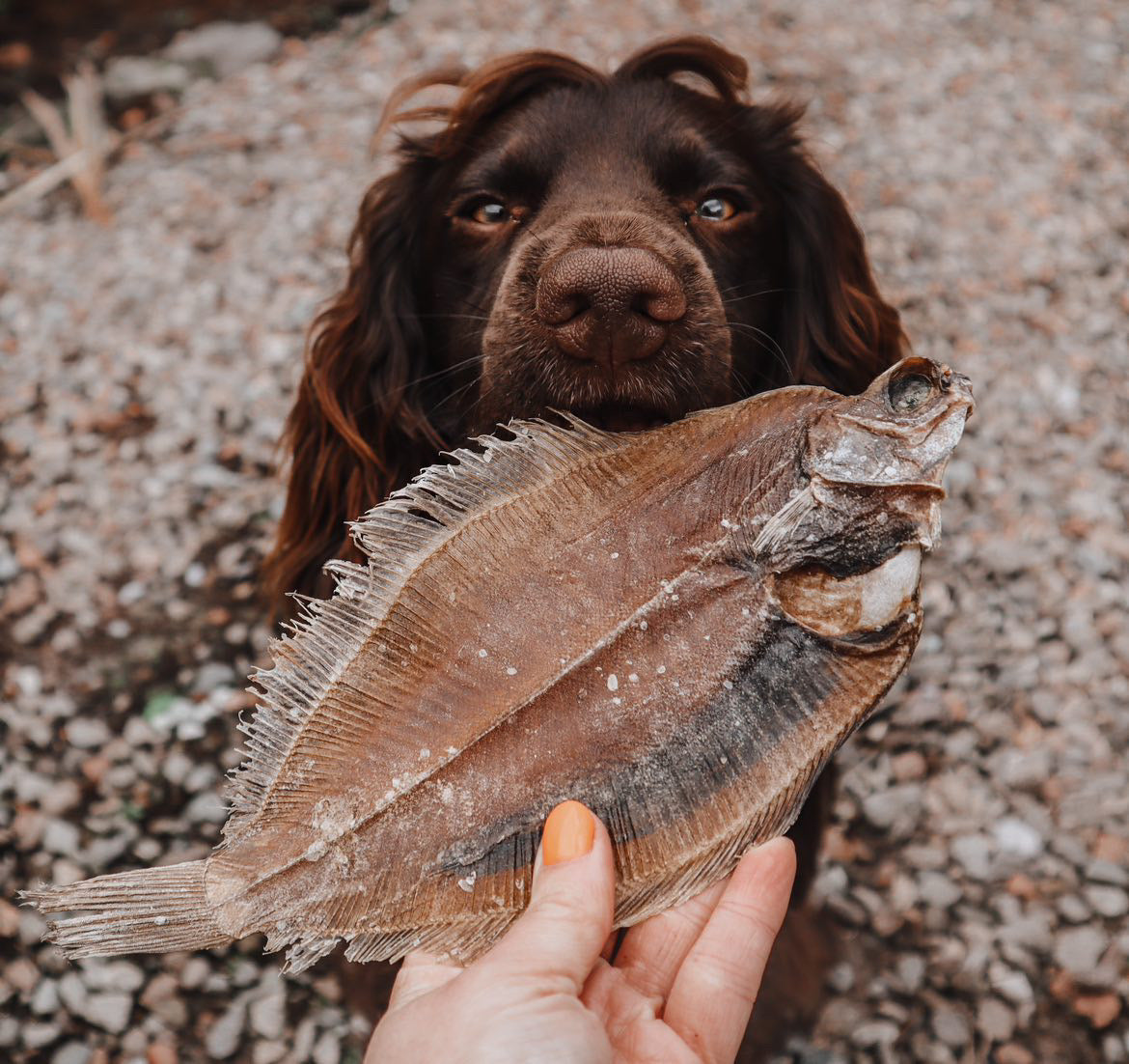 Whole Flounder Fish - Bodhi & The Birchtree