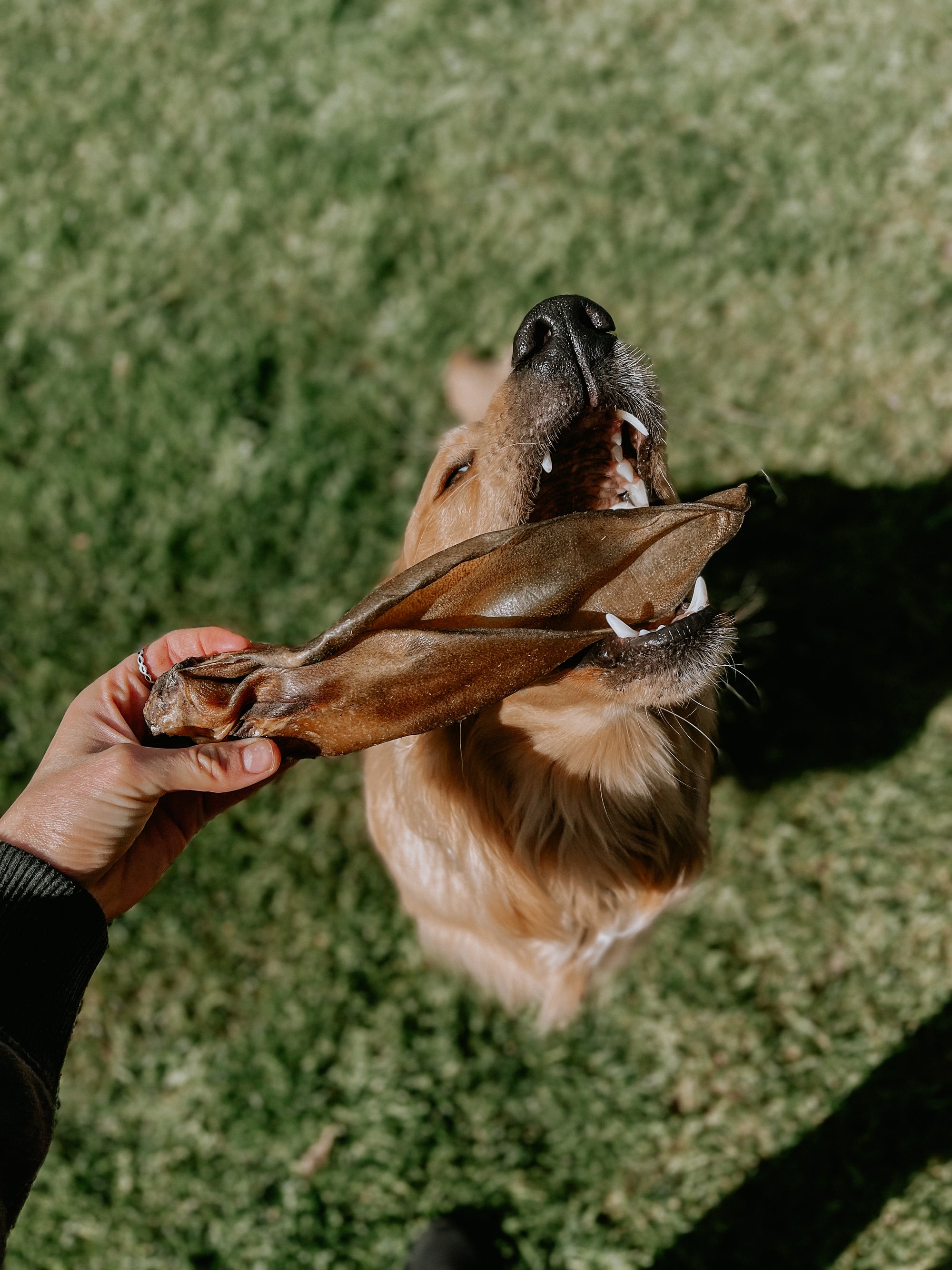 Extra Large Cows Ears in the bodhi and the birchtree pick n' mix selection. Great dog chew