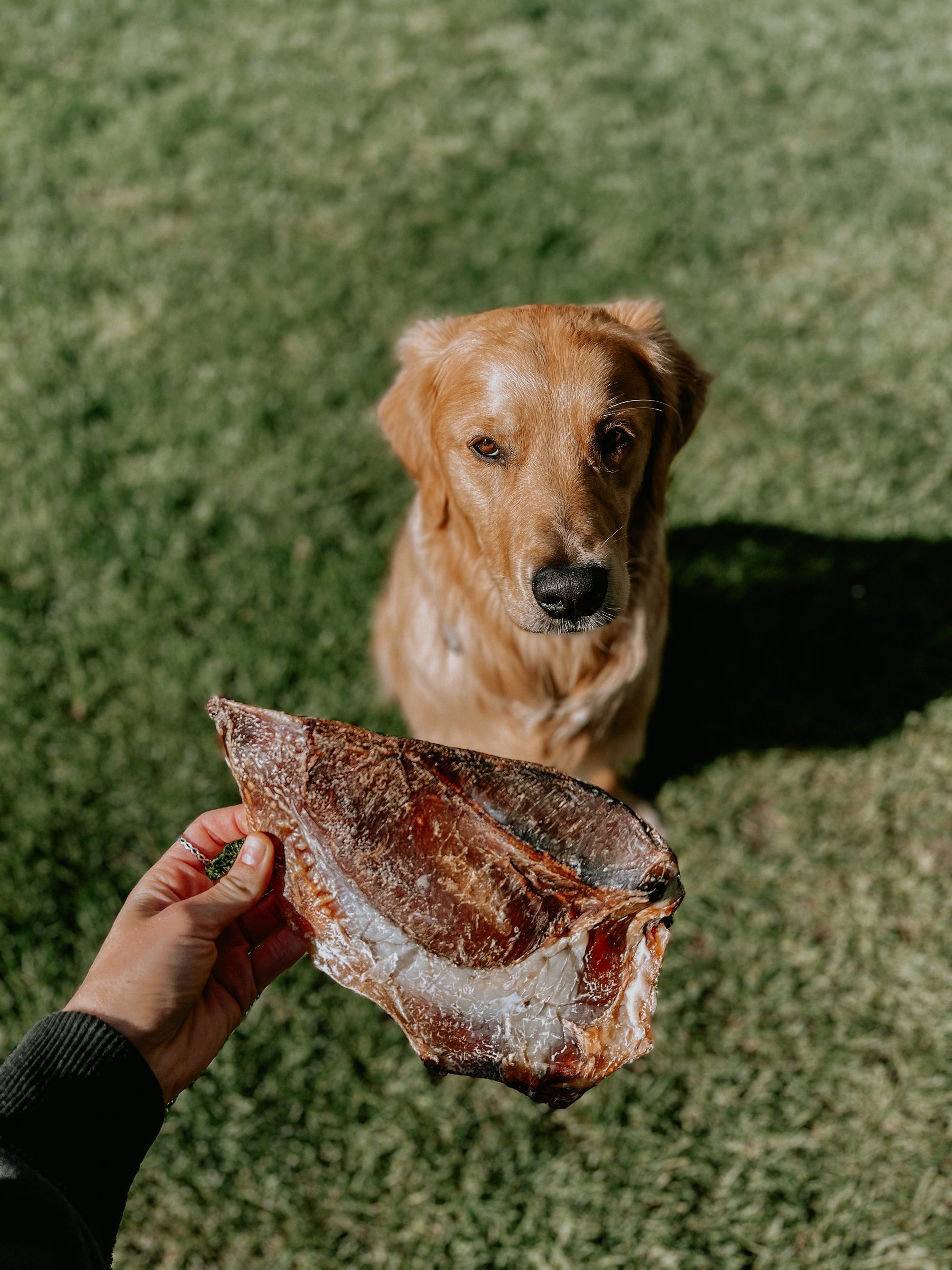 LARGE MOON BONES DOG CHEWS AVAILABLE ON BODHI AND THE BIRCHTREE