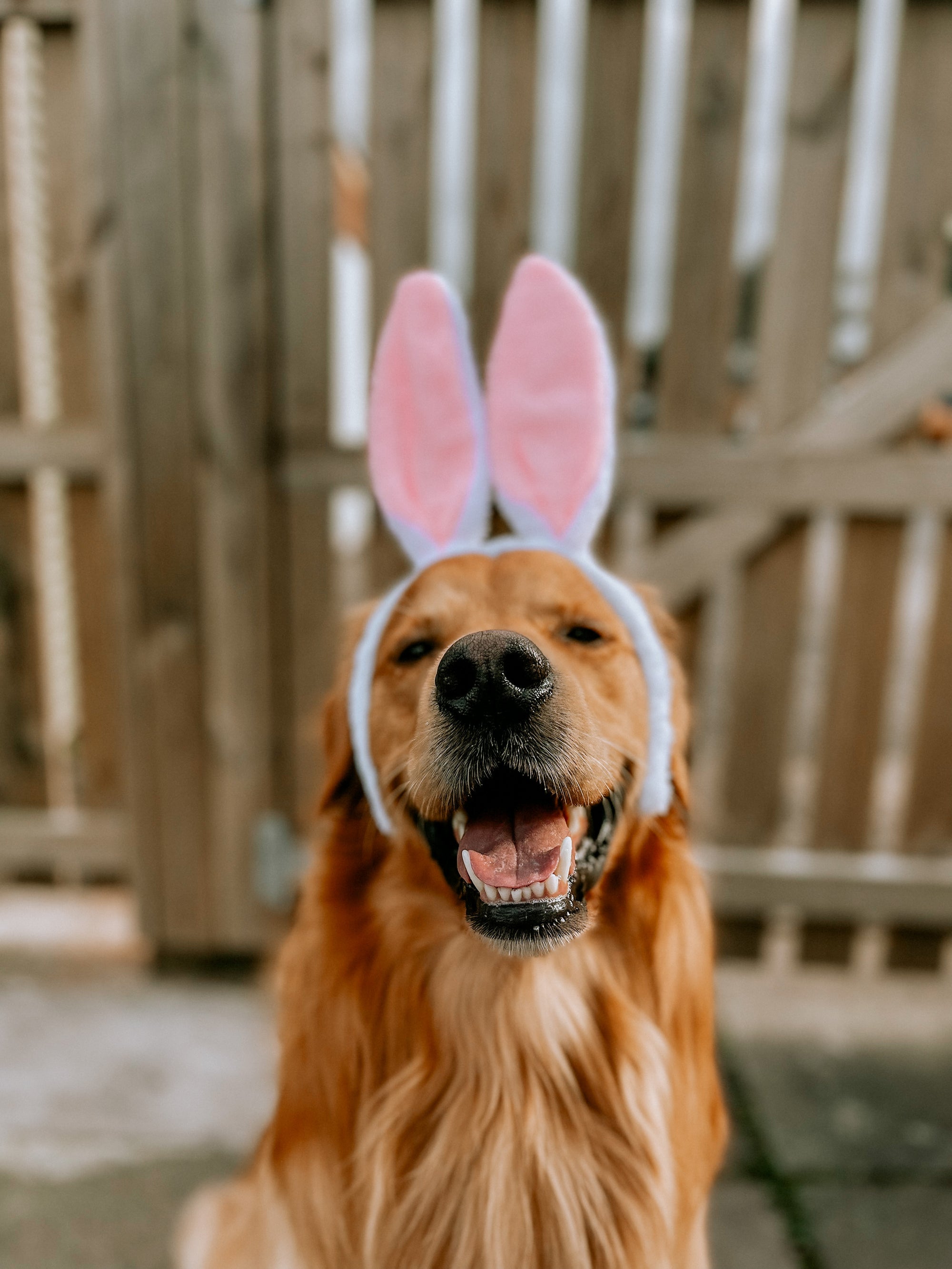 Easter Competition Bunny Ears - Bodhi &amp; The Birchtree