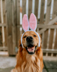 Easter Competition Bunny Ears - Bodhi & The Birchtree