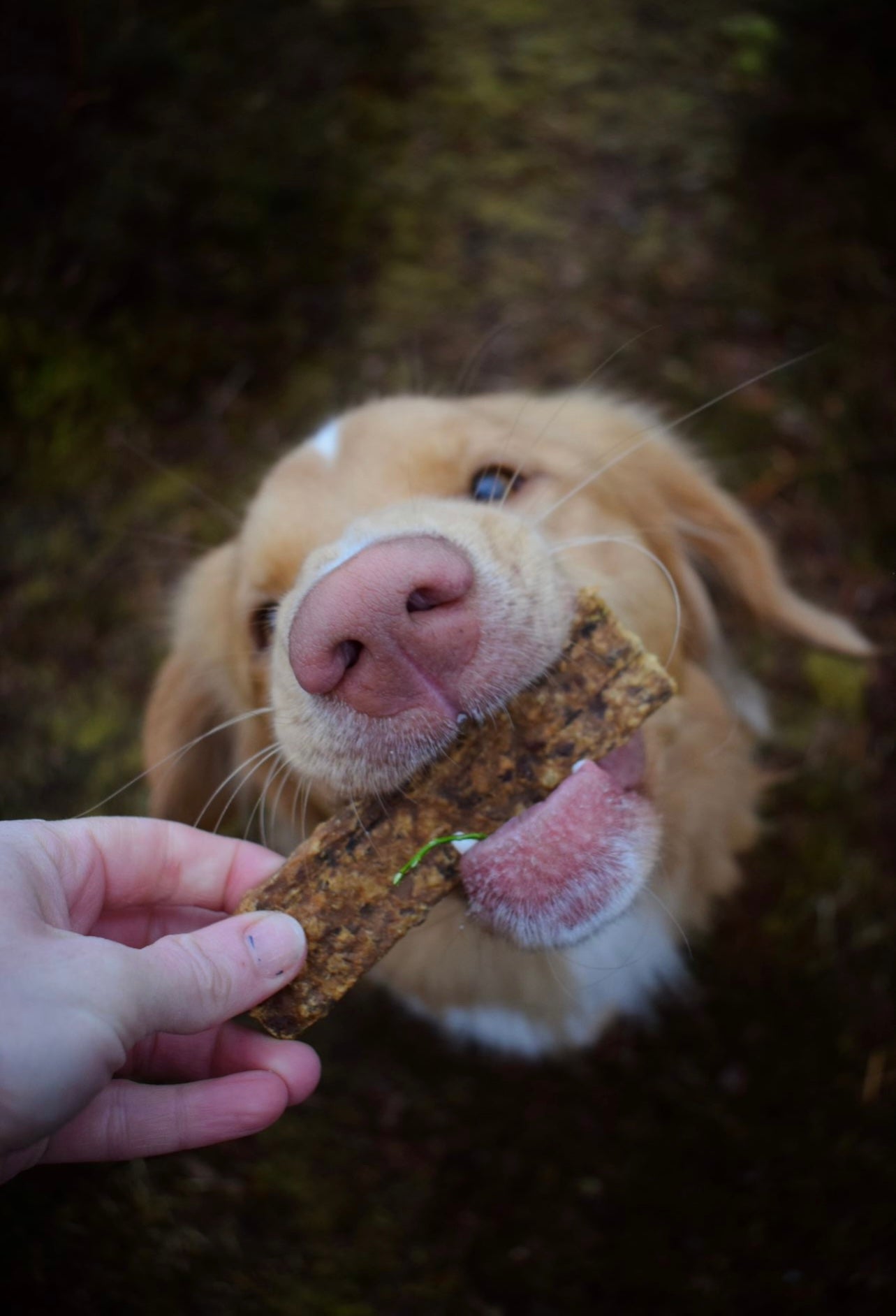 Bag of 5 100% Pure Meat Strips - Bodhi & The Birchtree