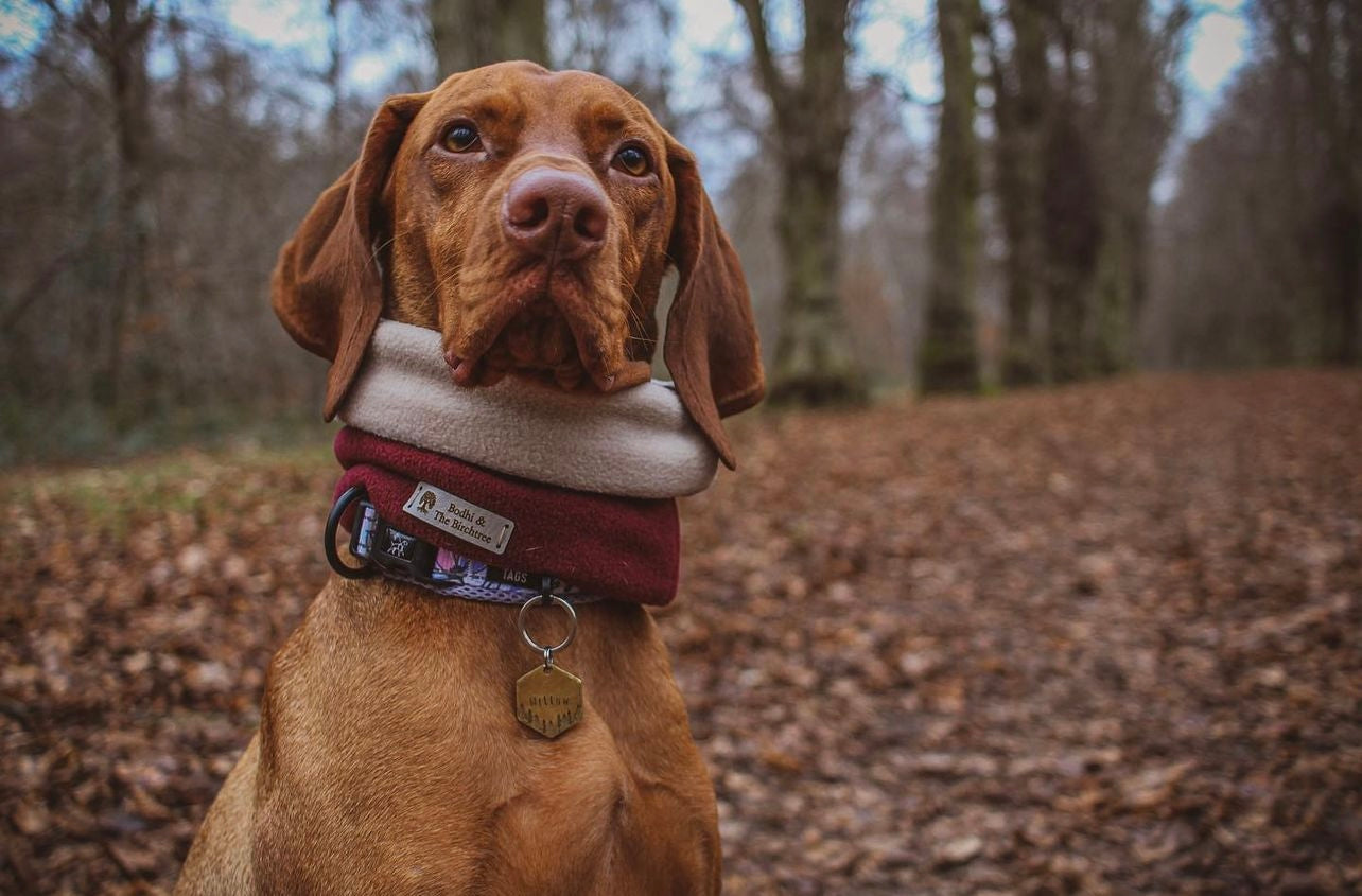 Bodhi & The Birchtree Wine Dog Snood - Bodhi & The Birchtree