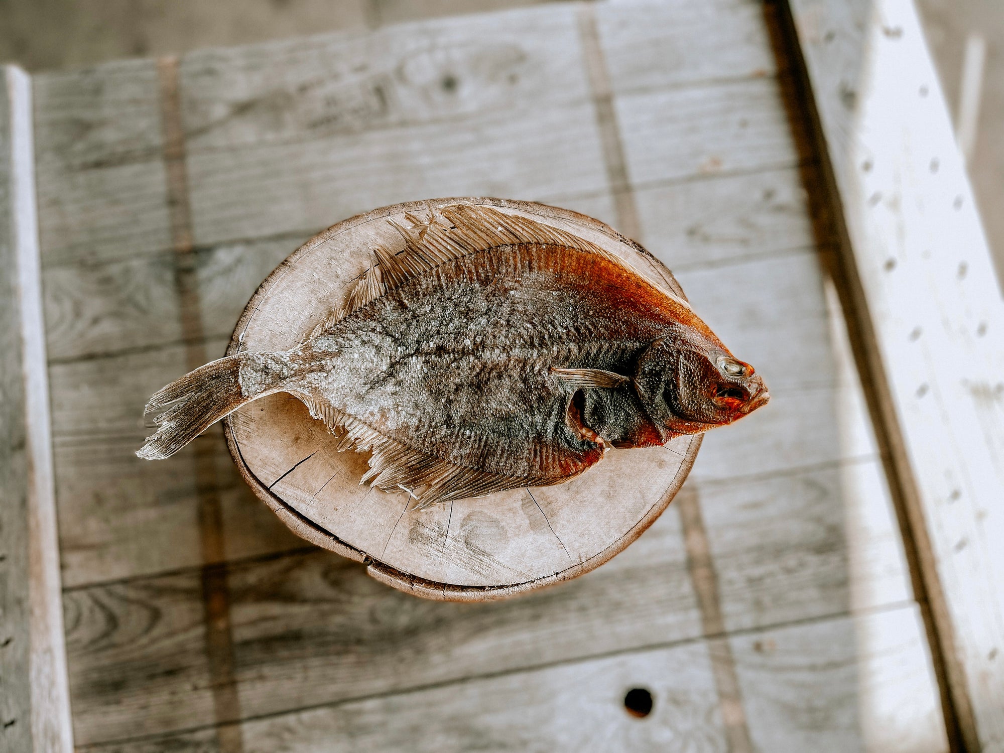 Whole Flounder Fish - Bodhi & The Birchtree